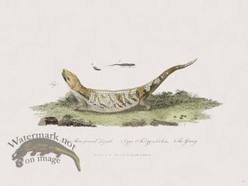 30 New Holland Caffowary